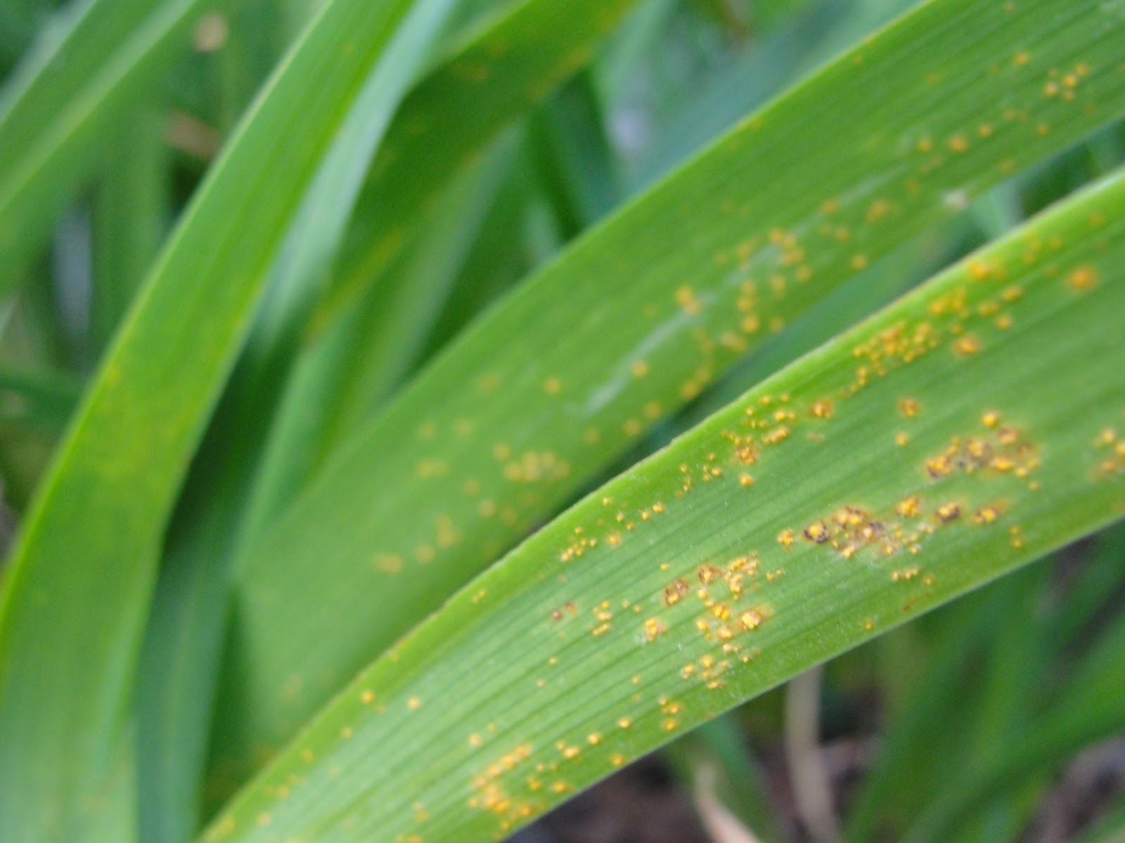 Päevaliilia rooste (Puccinia hemerocallidaes)