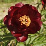 Pojeng 'Illini Belle'. Paeonia hybrida 'Illini Belle'