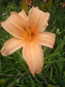 Hemerocallis ´Apelsinovoi´