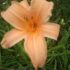 Hemerocallis ´Apelsinovoi´