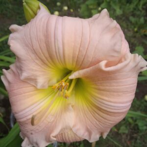Hemerocallis´Barbara-Mitchell´
