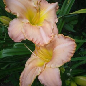 Hemerocallis´Pink-Puff´