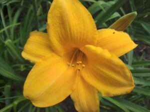Hemerocallis ´Chicago Sunrice´