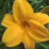 Hemerocallis ´Chicago Sunrice´