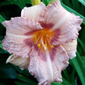 Hemerocallis ´Sweet Sugar Gandy´