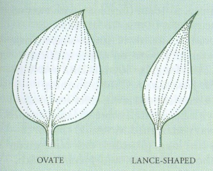 Joonis 1. Hosta lehtede kuju (Brickell, 2008. lk 541).