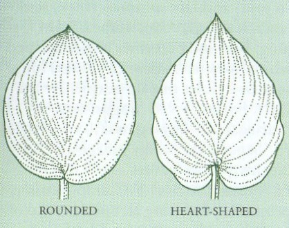 Joonis 1. Hosta lehtede kuju (Brickell, 2008. lk 541).