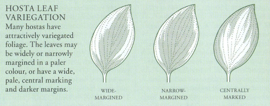 Joonis 2. Hosta lehtede servavärvuste variatsioonid (Brickell, 2008. lk 541).