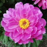 Pojeng 'Nice Gal' (Paeonia lactiflora 'Nice Gal')