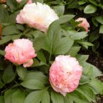Pojeng 'Lois' Choice' (Paeonia 'Lois' Choice')
