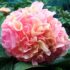 Pojeng 'Lois' Choice' (Paeonia 'Lois' Choice')