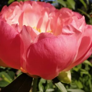 Hübriidpojeng Paeonia 'Coral Charm'