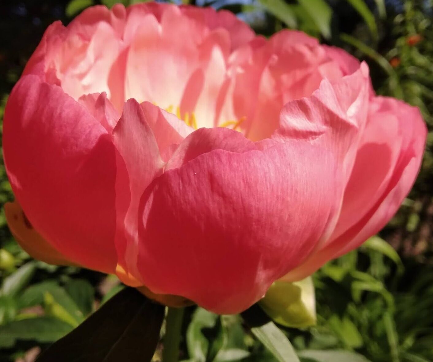 Hübriidpojeng Paeonia 'Coral Charm'