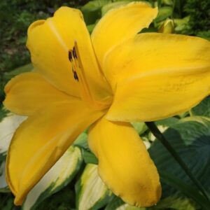 Aed-päevaliilia 'Aten' Hemerocallis x hybrida 'Aten'