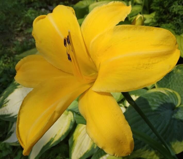 Hemerocallis ´Aten` Aed-päevaliilia 'Aten' Hemerocallis x hybrida 'Aten'